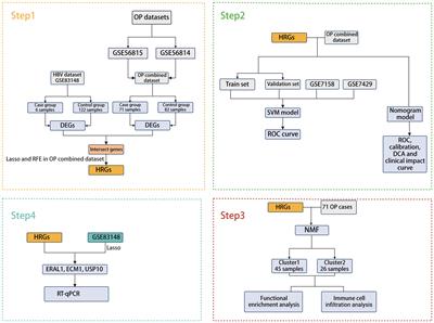 Screening of genes co-associated with osteoporosis and chronic HBV infection based on bioinformatics analysis and machine learning